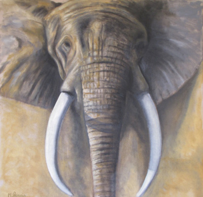 Peinture Animalière - Marc Legris - Eléphants - Vieux Mâle - 2008 - huile sur toile - 110x110cm Marc Legris - Peinture Animalière